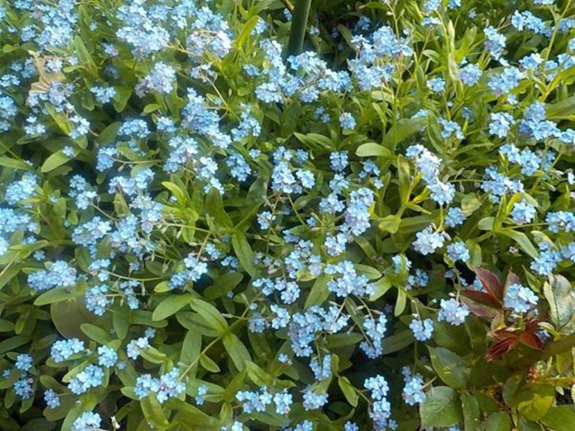 95021457_850210815475402_6381555256999804928_o - nu ma uita