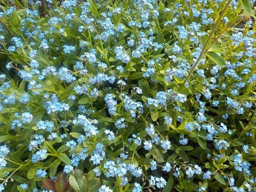 95206907_850210445475439_1582240877827325952_o - nu ma uita