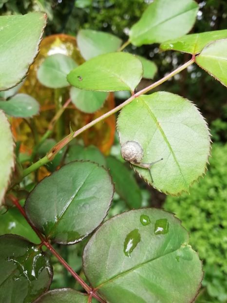  - Grădina 2020 continuare 1