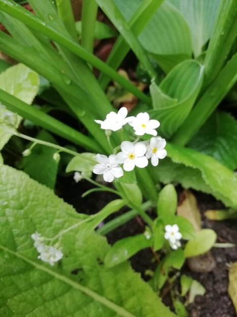  - Grădina 2020 continuare 1