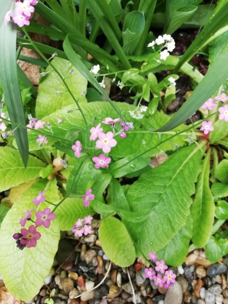  - Grădina 2020 continuare 1