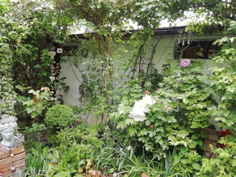  - Grădina 2020 continuare 1