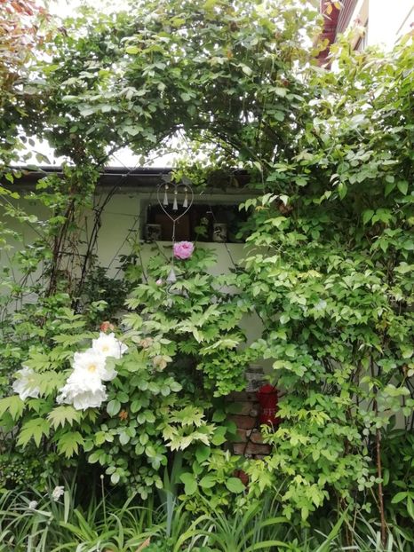  - Grădina 2020 continuare 1