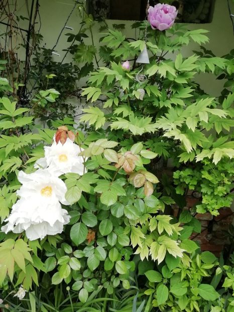  - Grădina 2020 continuare 1