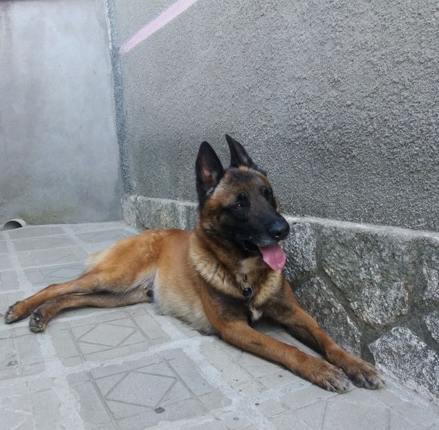  - Mascul 12-04-2016 ofer pentru MONTA