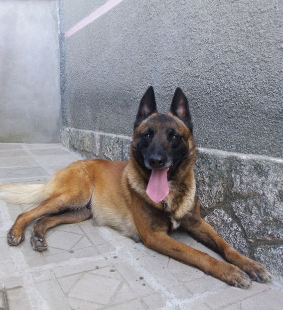 TYSON - Mascul 12-04-2016 ofer pentru MONTA