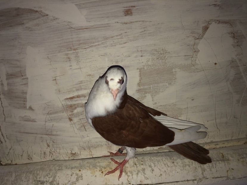 8486  femelă  2020 - Plecați ALBUM 2