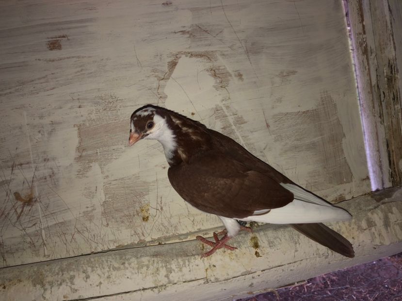 8565  mascul  2020 - Plecați ALBUM 2