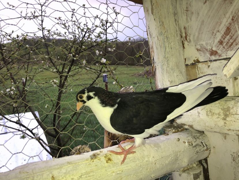 8510  femelă  2020 - Plecați ALBUM 2