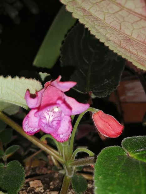 Floare dubla mica delicata❤️ - Sinningia hibrizi proprii seria MGs 2020