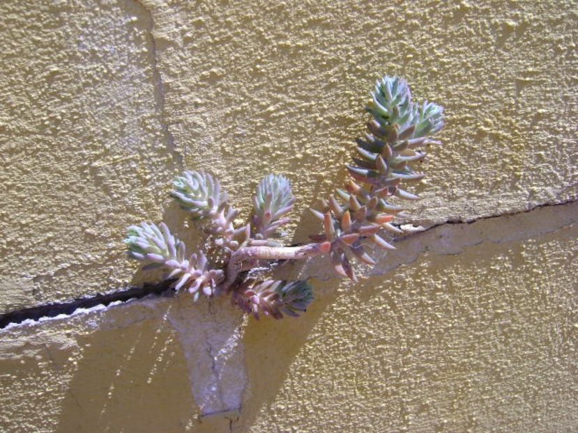 A iesit din zid - Primavara 2020