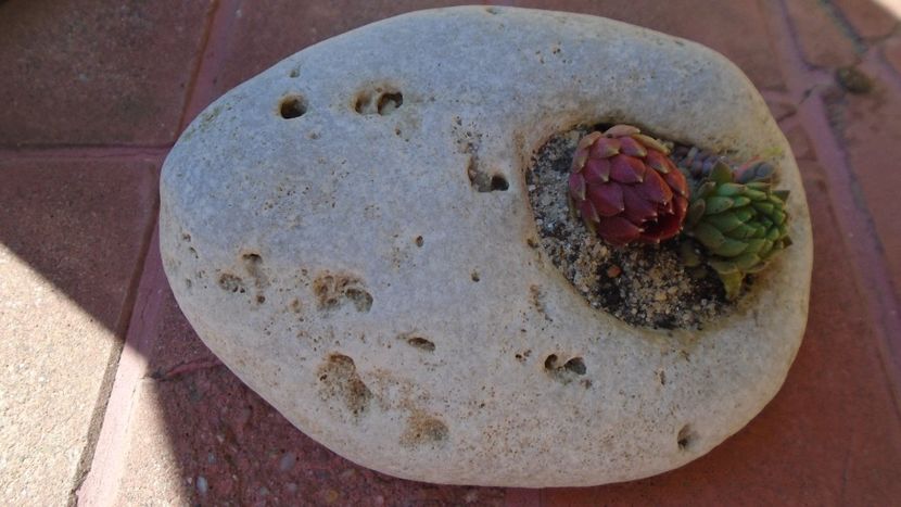 Suculente in piatra - Primavara 2020