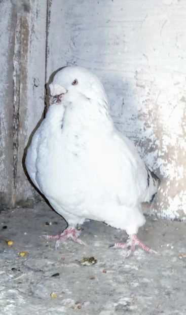  - - A - A - A - PROIECT INCHEIAT