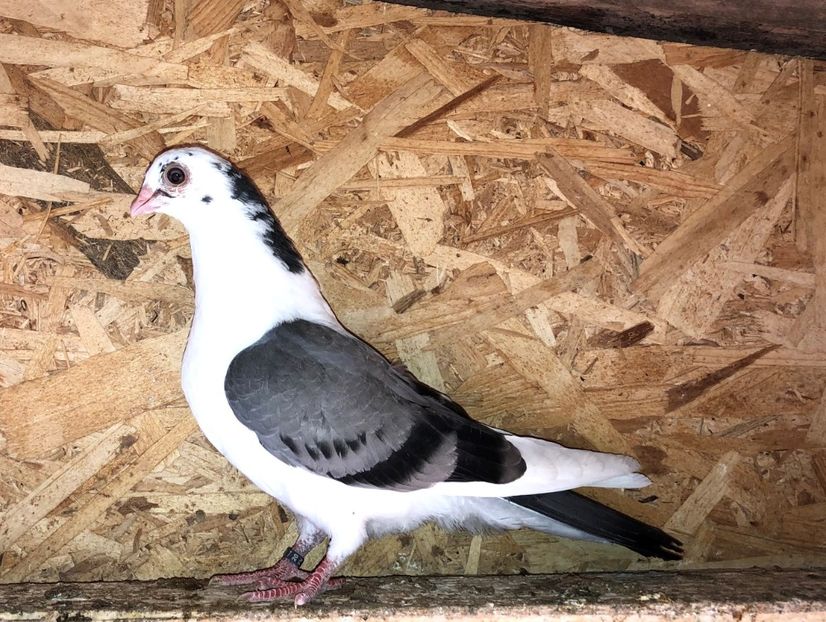 8502  femelă  2020_3 - tineret 2020