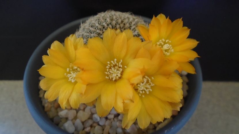Rebutia arenacea - Cactusi 2020 evolutie