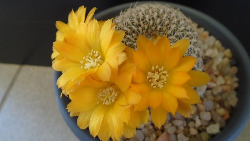 Rebutia arenacea - Cactusi 2020 evolutie