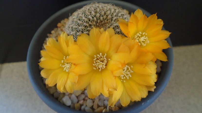 Rebutia arenacea - Cactusi 2020 evolutie
