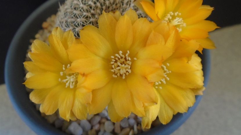 Rebutia arenacea - Cactusi 2020 evolutie