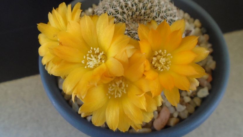 Rebutia arenacea - Cactusi 2020 evolutie