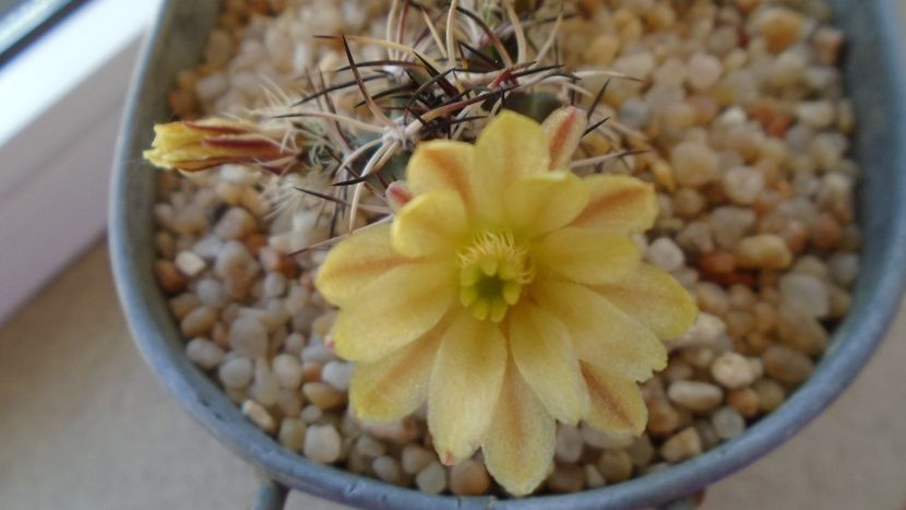 Echinocereus davisi brevispinus & Echinocereus davisi - Cactusi 2020 evolutie
