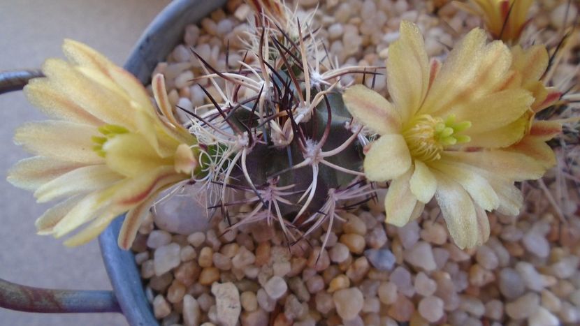 Echinocereus davisi brevispinus & Echinocereus davisi - Cactusi 2020 evolutie