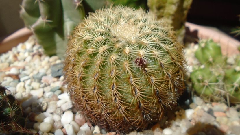Echinocereus viridiflorus ssp. correllii (Echinocereus carmenensis) - Cactusi 2020 evolutie