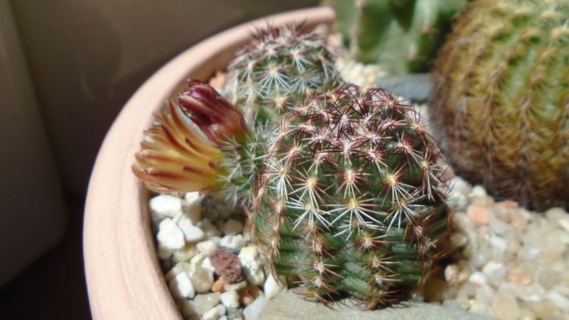 Echinocereus viridiflorus - Cactusi 2020 evolutie