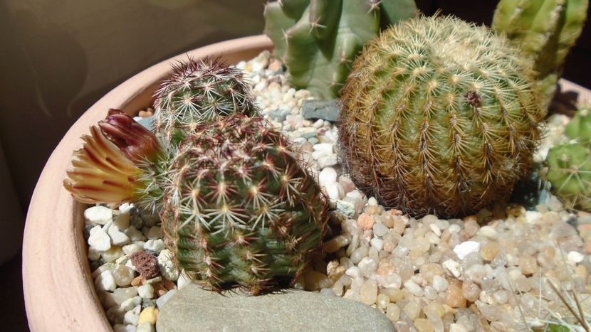 Echinocereus viridiflorus - Cactusi 2020 evolutie