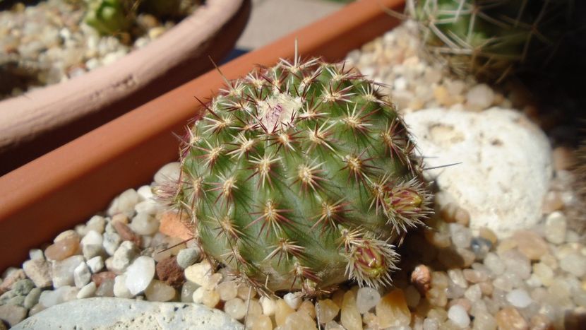 Echinocereus viridiflorus - Cactusi 2020 evolutie
