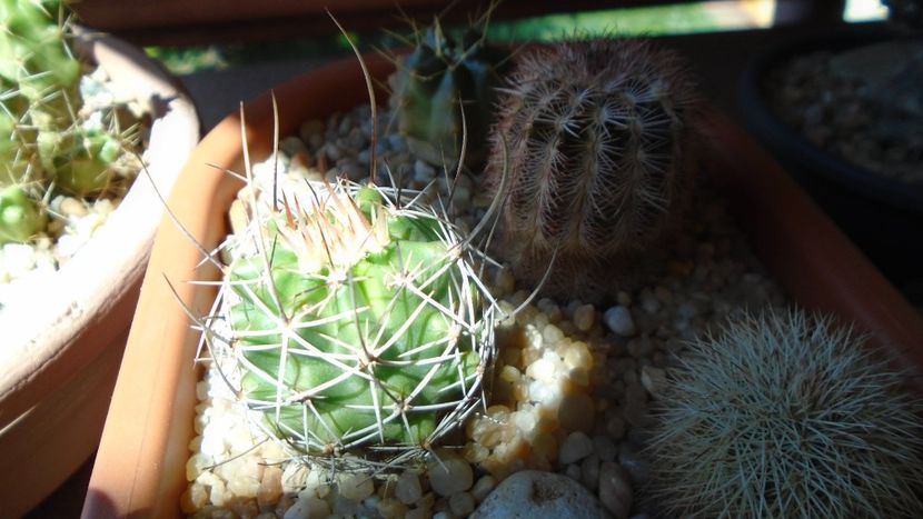 Echinocereus fendleri v. rectispinus - Cactusi 2020 evolutie