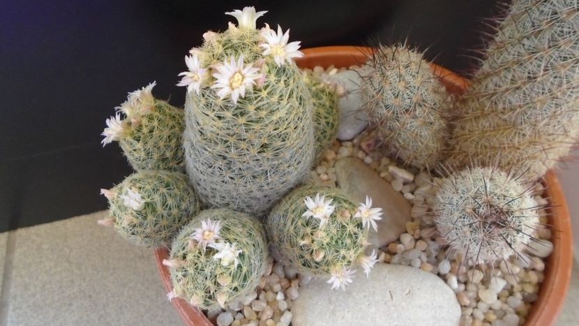 Mammillaria schiedeana ssp. giselae - Cactusi 2020 evolutie