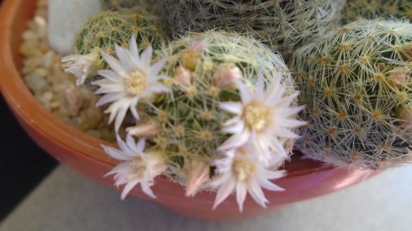 Mammillaria schiedeana ssp. giselae - Cactusi 2020 evolutie
