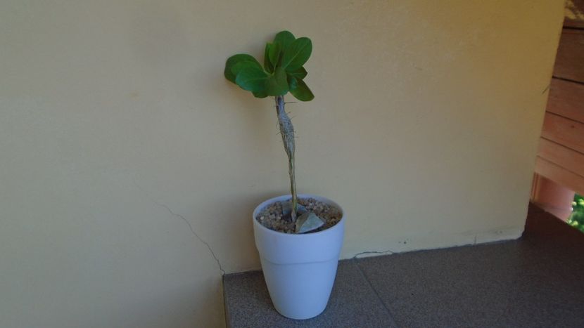 Fouquieria (Idria) columnaris - Caudiciforme - pachycaule si bulboase 2020