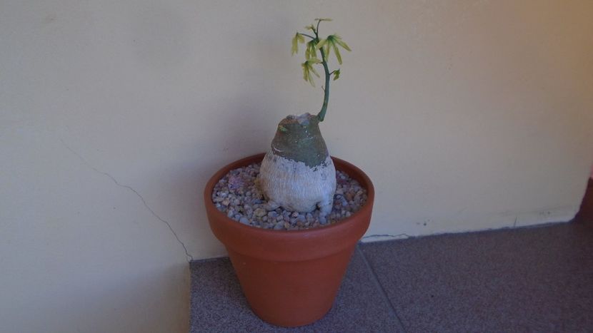 Adenia glauca, inceput de vegetatie - Caudiciforme - pachycaule si bulboase 2020