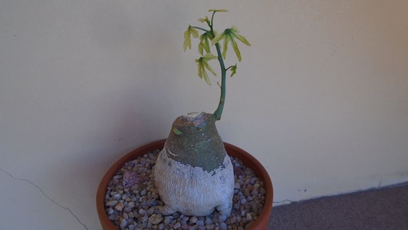 Adenia glauca, inceput de vegetatie - Caudiciforme - pachycaule si bulboase 2020