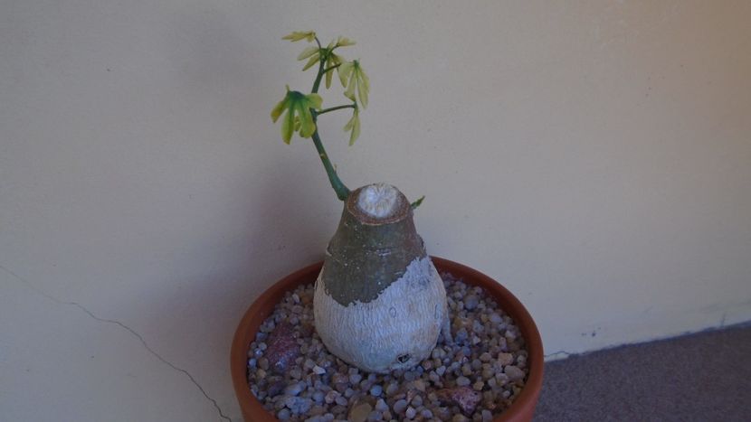 Adenia glauca, inceput de vegetatie - Caudiciforme - pachycaule si bulboase 2020