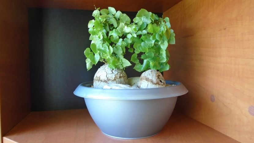 Dioscorea elephantipes, 2 ex. - Caudiciforme - pachycaule si bulboase 2020