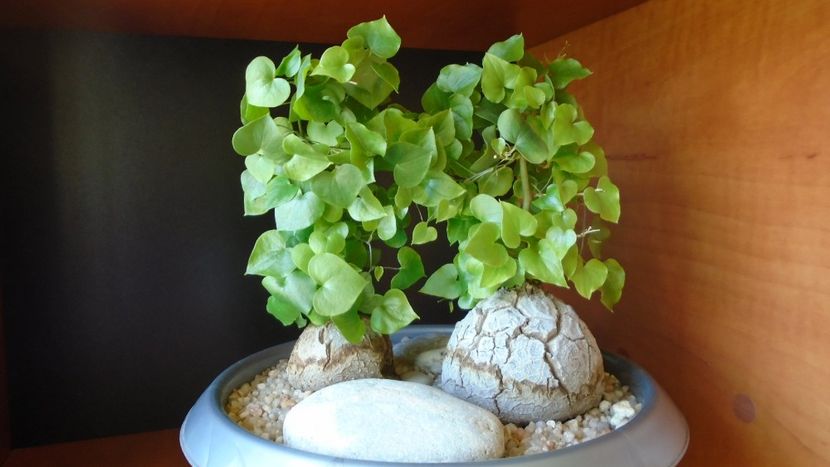 Dioscorea elephantipes, 2 ex. - Caudiciforme - pachycaule si bulboase 2020