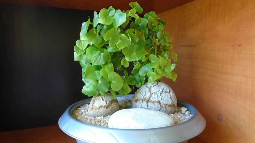 Dioscorea elephantipes, 2 ex. - Caudiciforme - pachycaule si bulboase 2020