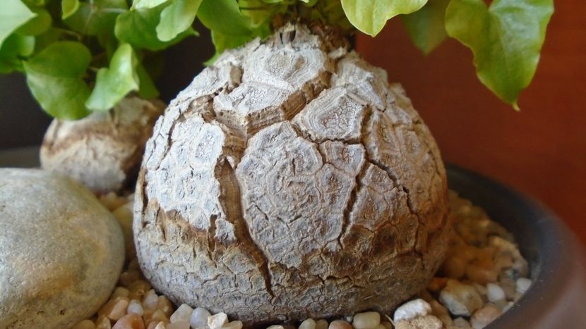 Dioscorea elephantipes, detalii - Caudiciforme - pachycaule si bulboase 2020
