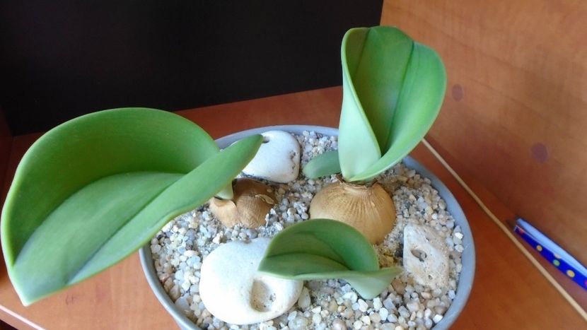 Rauhia peruviana - Caudiciforme - pachycaule si bulboase 2020
