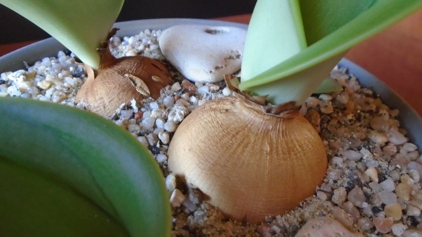 Rauhia peruviana - Caudiciforme - pachycaule si bulboase 2020