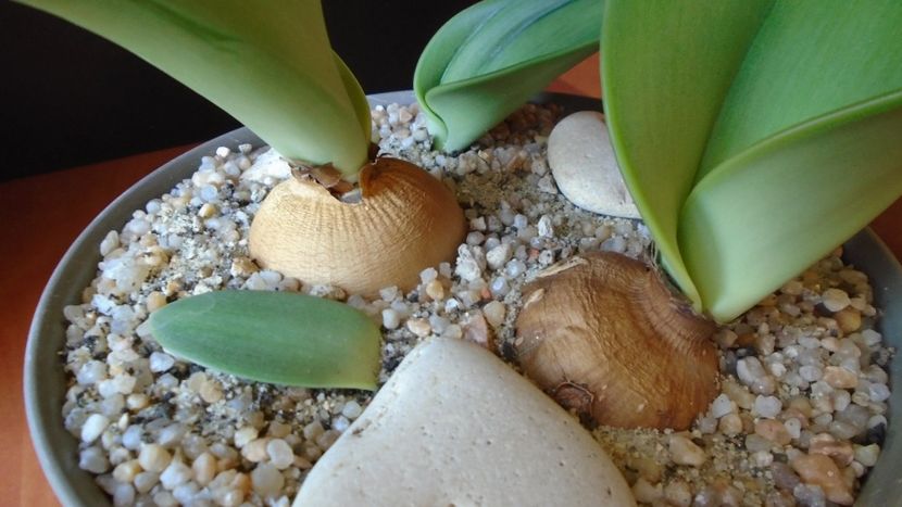Rauhia peruviana - Caudiciforme - pachycaule si bulboase 2020