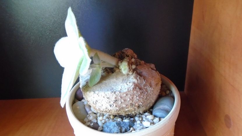 Sinningia leucotricha (canescens) - Caudiciforme - pachycaule si bulboase 2020