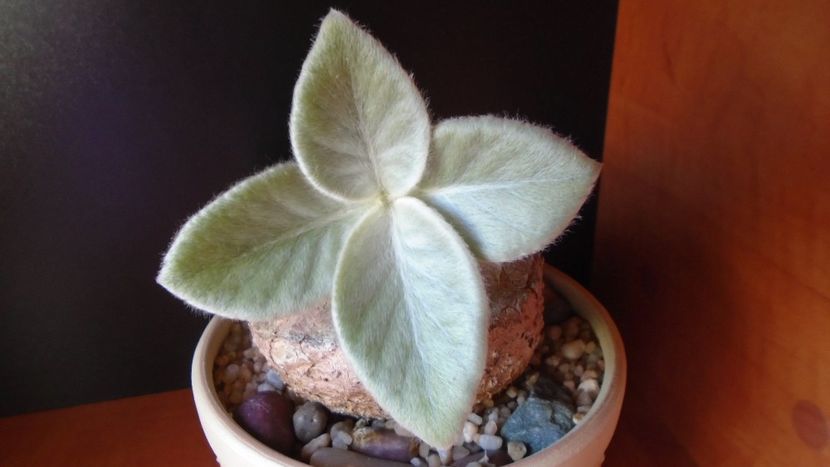 Sinningia leucotricha (canescens) - Caudiciforme - pachycaule si bulboase 2020