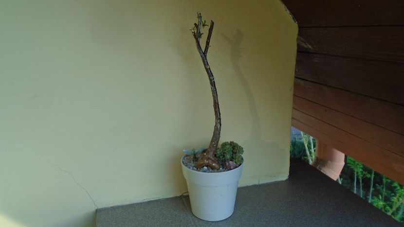 Mestoklema arboriforme - Caudiciforme - pachycaule si bulboase 2020