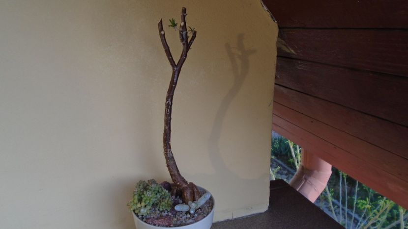 Mestoklema arboriforme - Caudiciforme - pachycaule si bulboase 2020