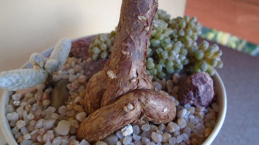 Mestoklema arboriforme, detaliu - Caudiciforme - pachycaule si bulboase 2020