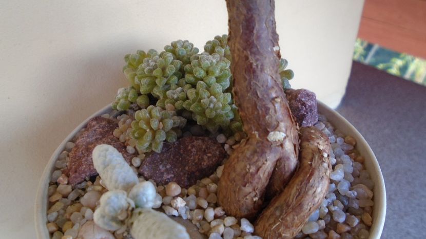 Mestoklema arboriforme, detaliu - Caudiciforme - pachycaule si bulboase 2020