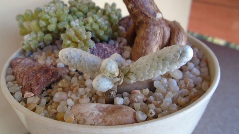 Avonia papyracea - Caudiciforme - pachycaule si bulboase 2020